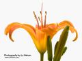 _IGP5868 tiger lily cutout